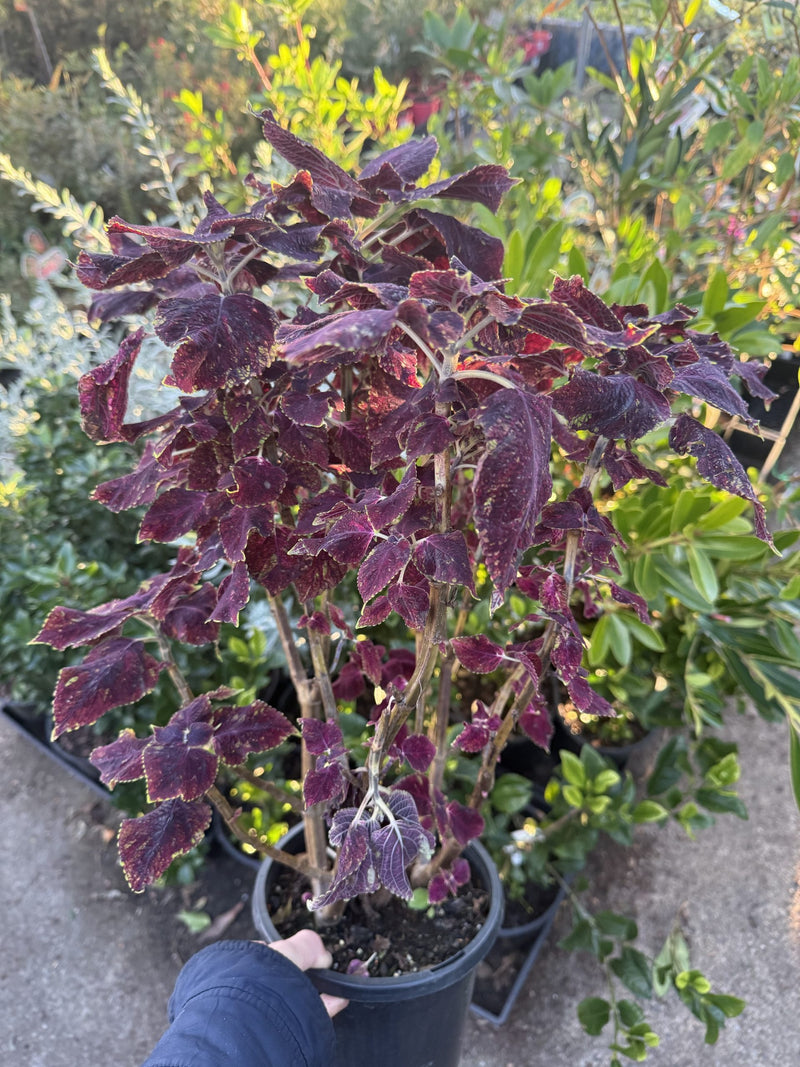 Coleus Assorted
