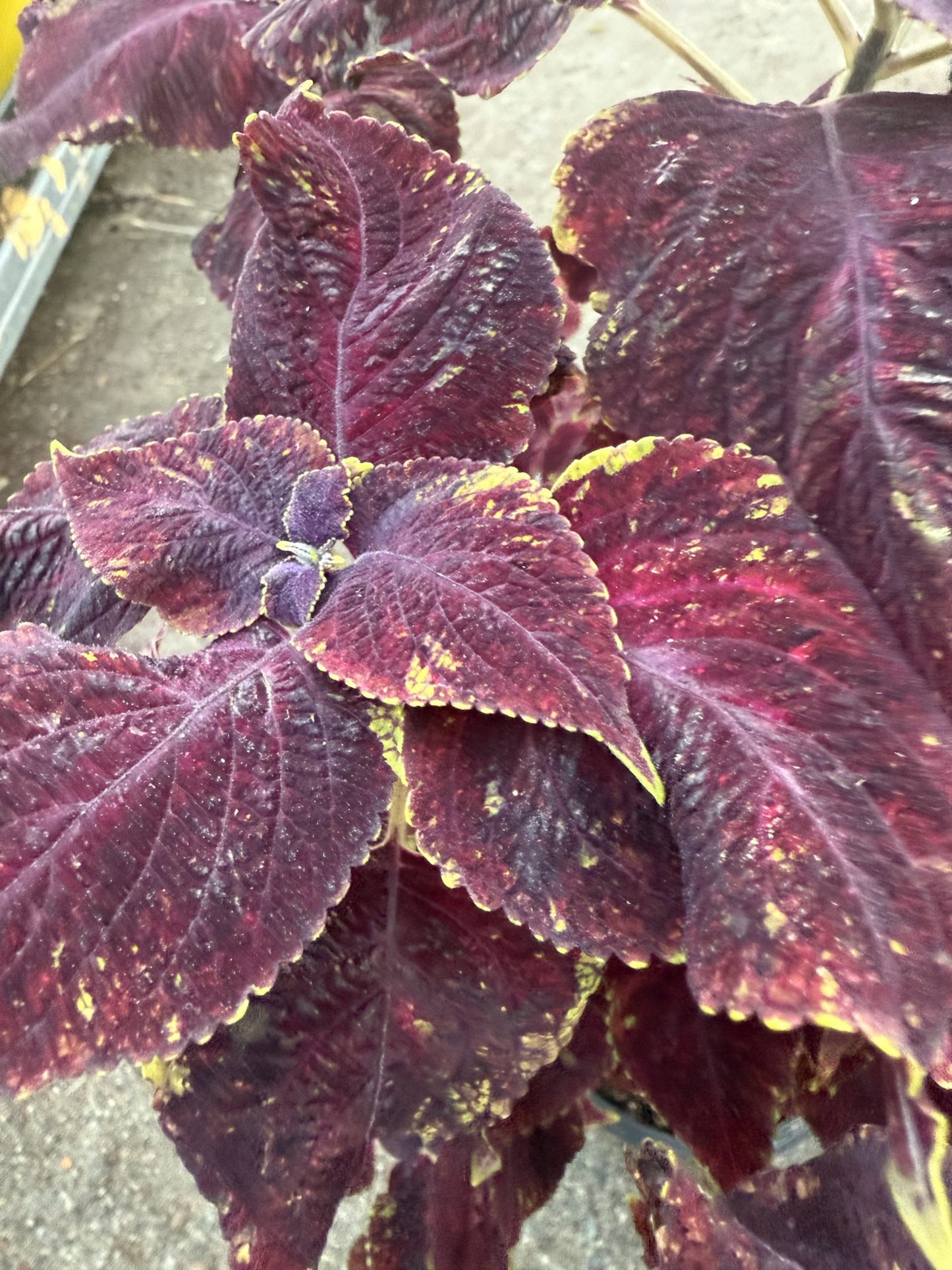 Coleus Assorted