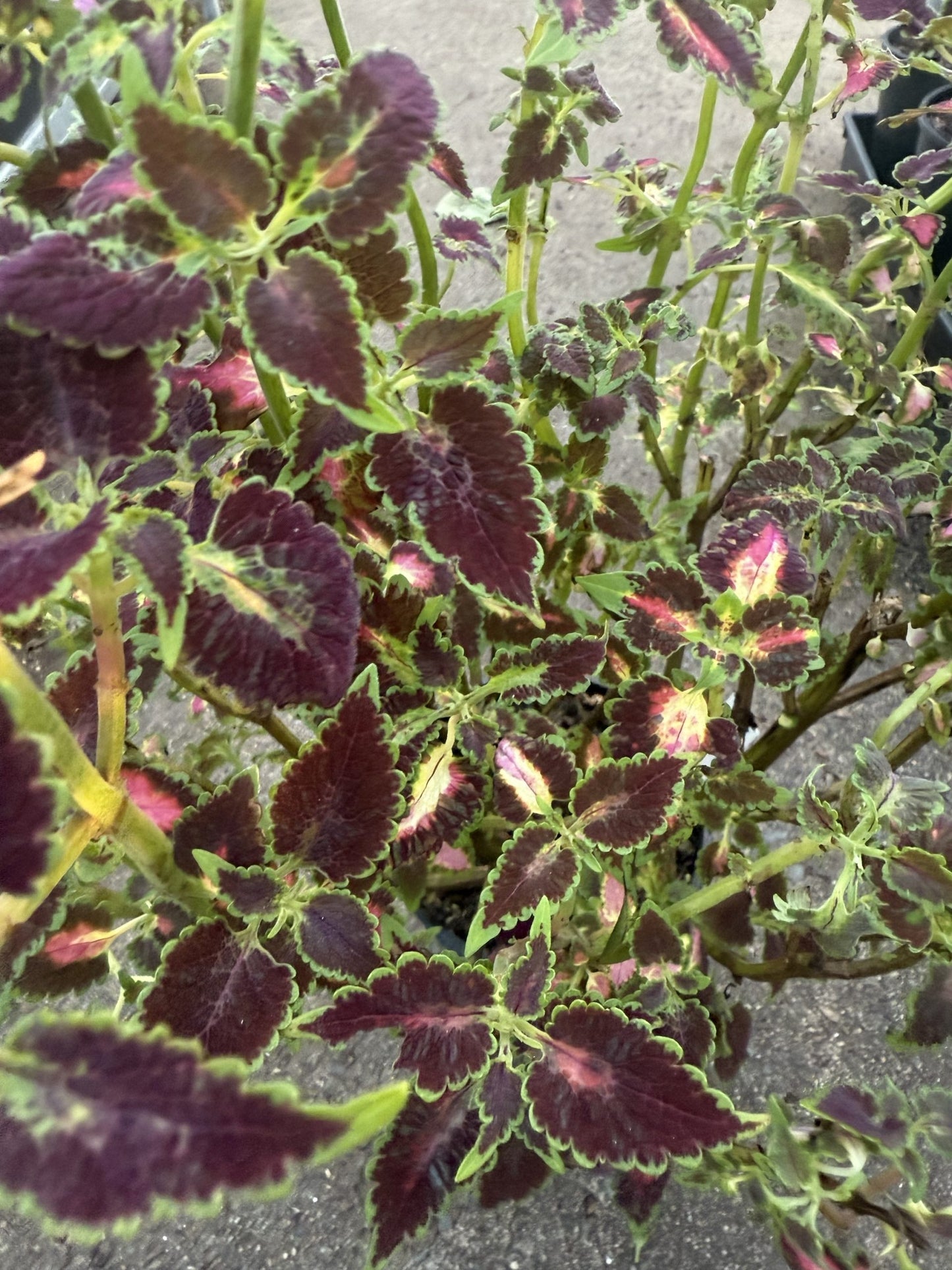 Coleus Assorted