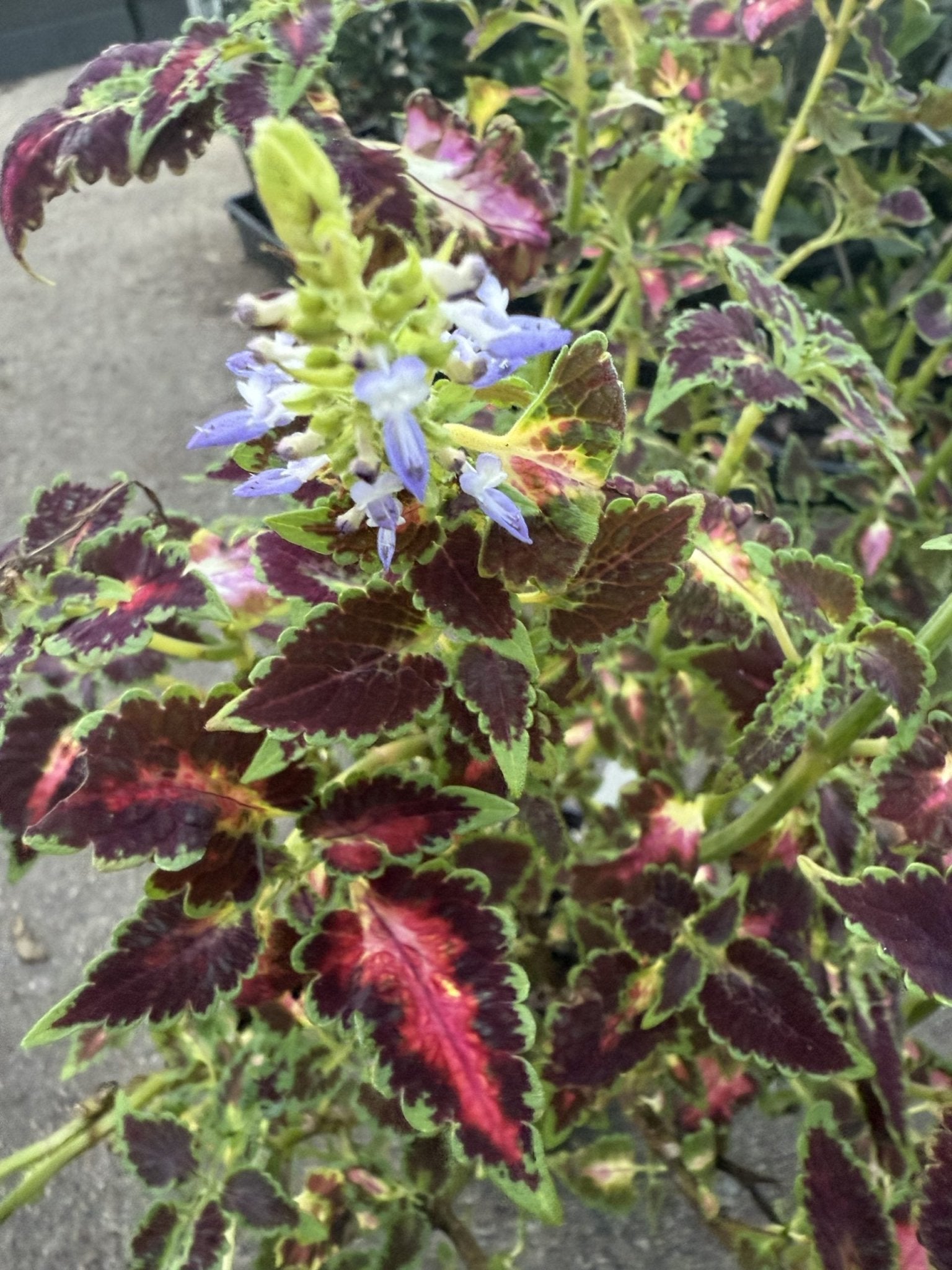 Coleus Assorted - Ladybird Nursery
