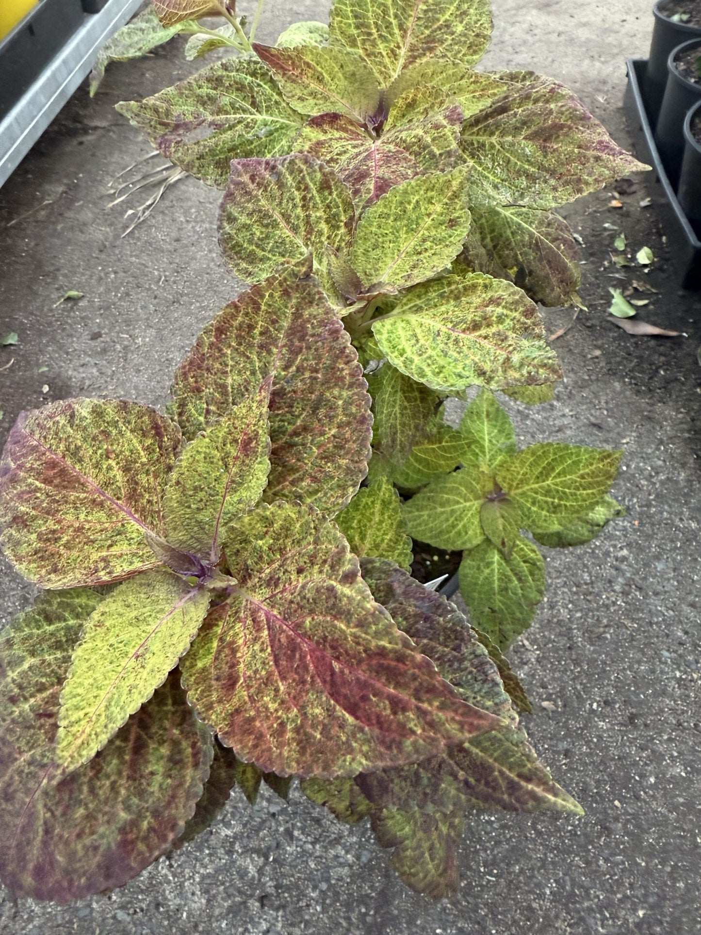 Coleus Assorted