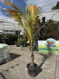 Malay Dwarf Coconut 400mm Pot (PICKUP ONLY)