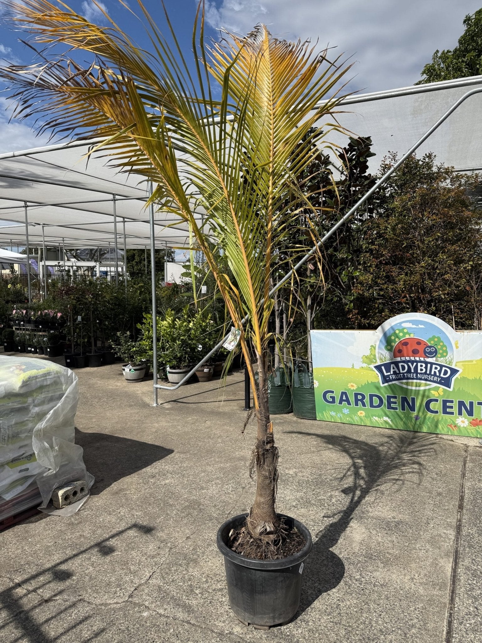 Malay Dwarf Coconut 400mm Pot (PICKUP ONLY) - Ladybird Nursery