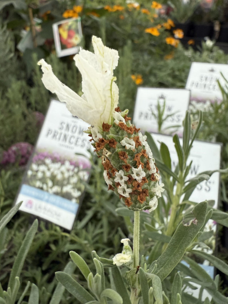 Lavender 'The Snow Princess' (Lavandula hyb.)