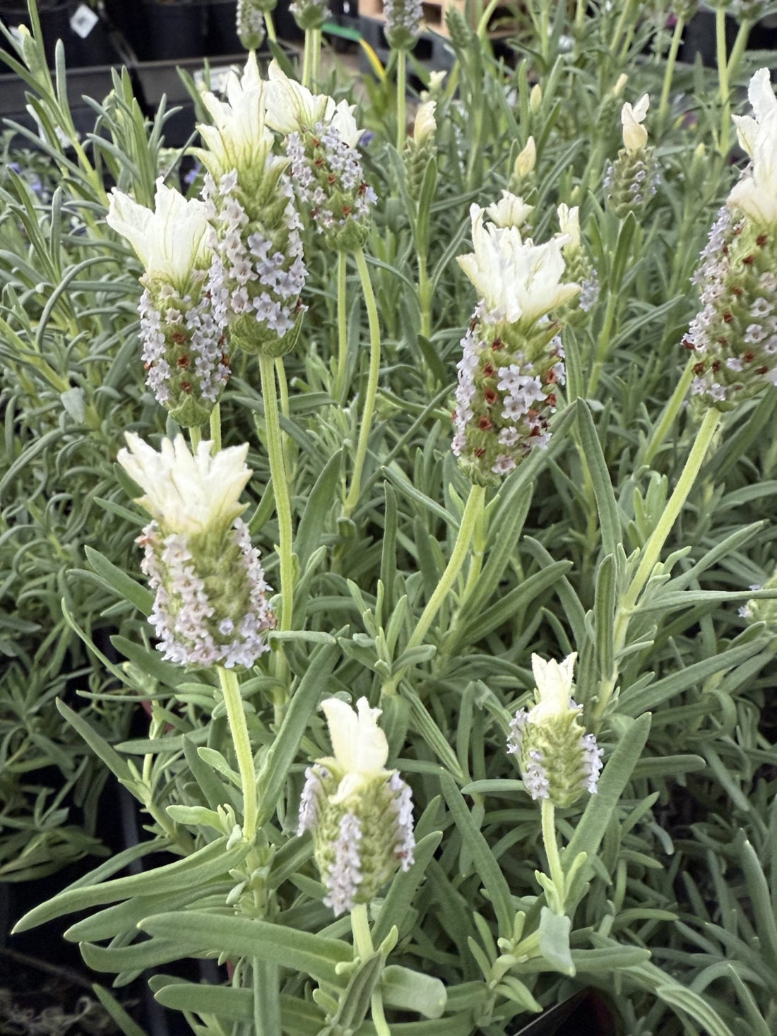 Lavender 'Sensation White' (Lavandula pedunculata) - Ladybird Nursery