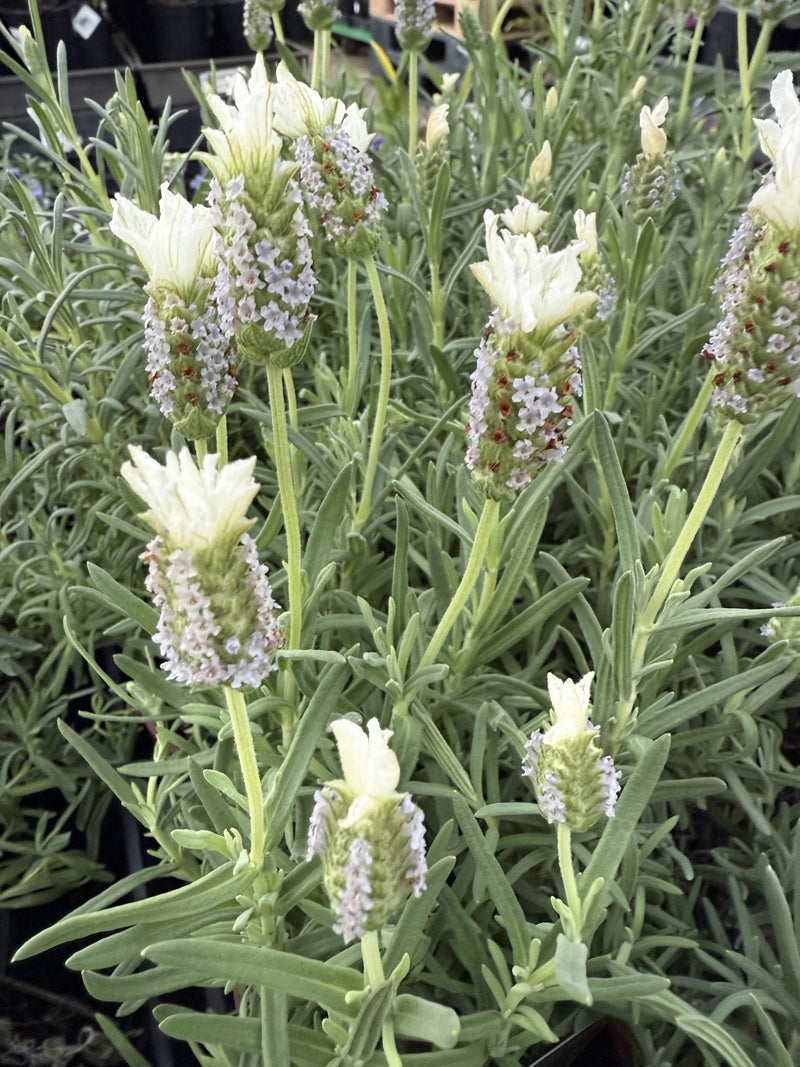 Lavender 'Sensation White' (Lavandula pedunculata)