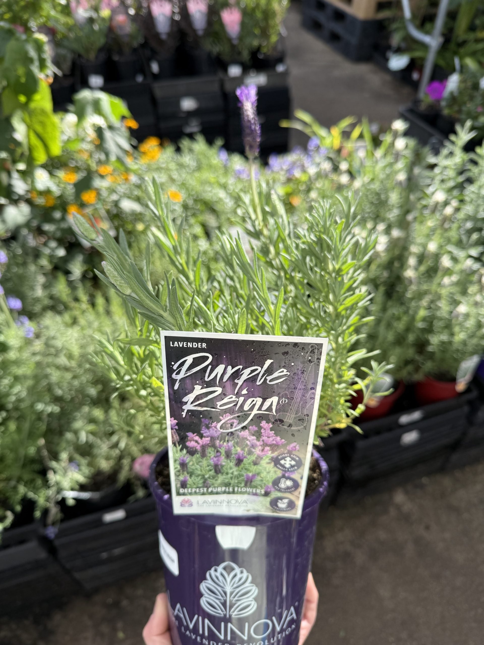 Lavender 'Purple Reign' (Lavandula pedunculata)