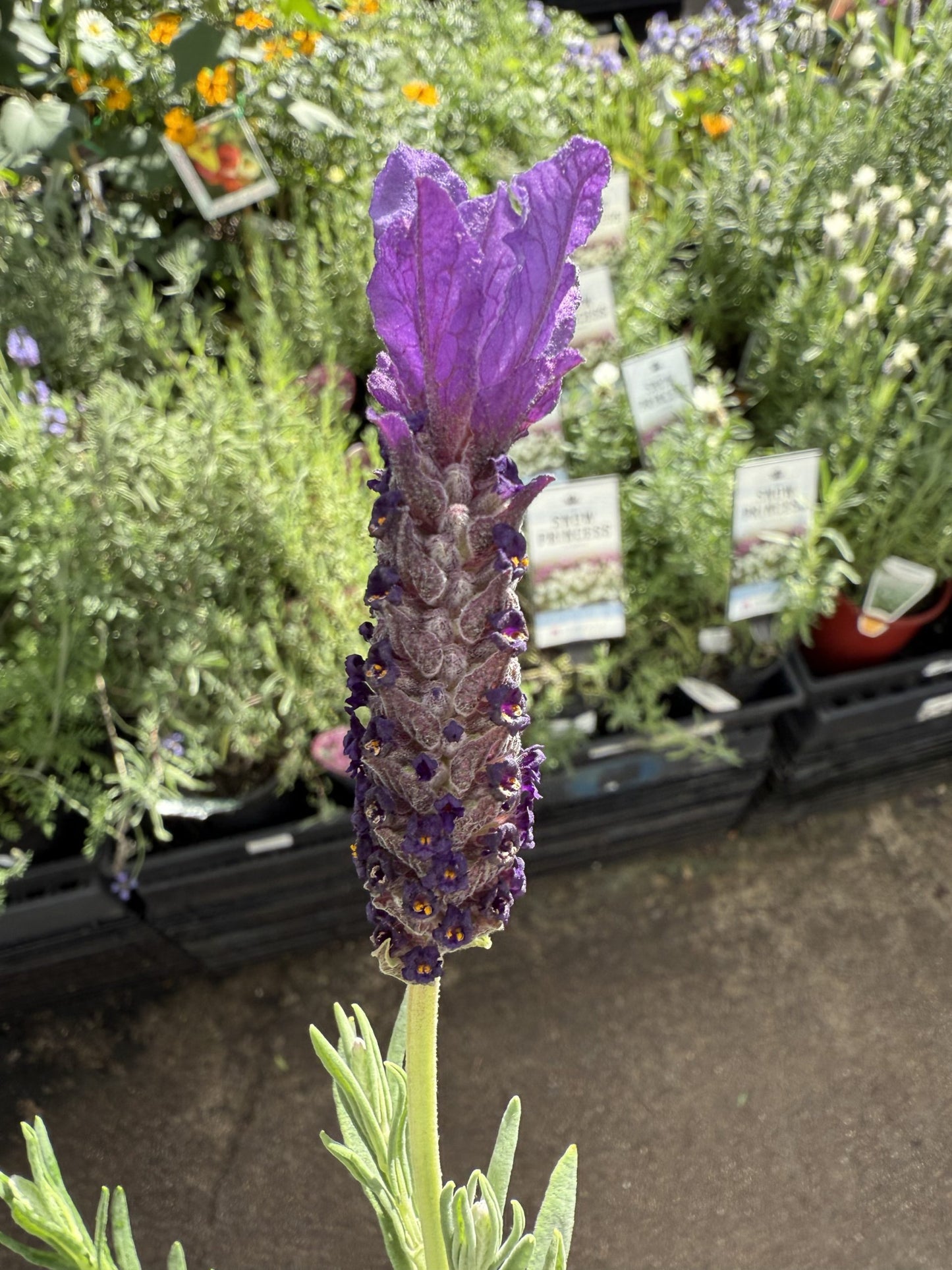 Lavender 'Purple Reign' (Lavandula pedunculata)