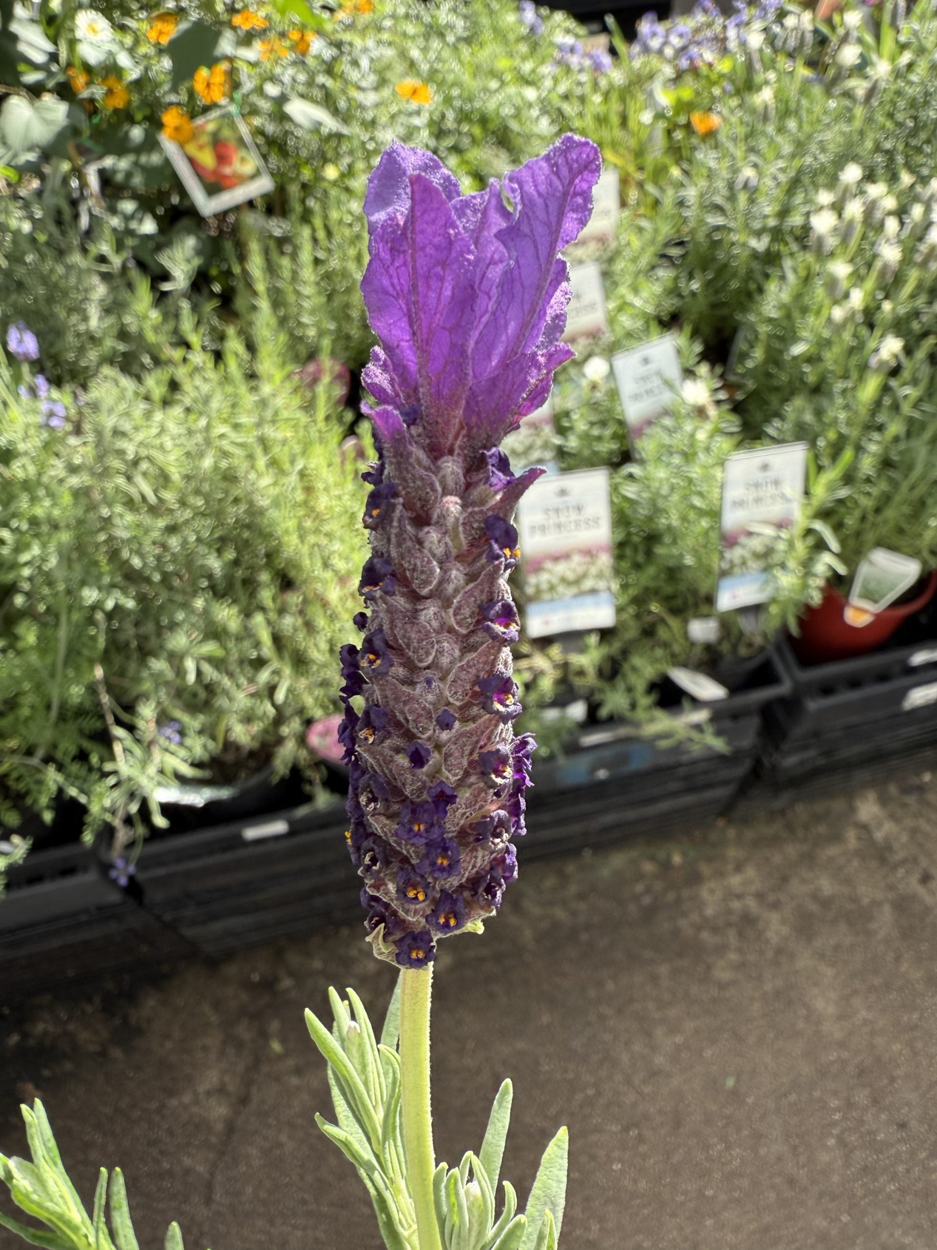 Lavender 'Purple Reign' (Lavandula pedunculata)