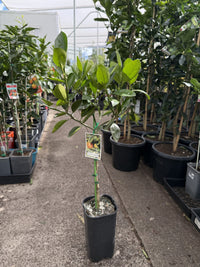 Tangerine 'Jamaican' (QLD Only)