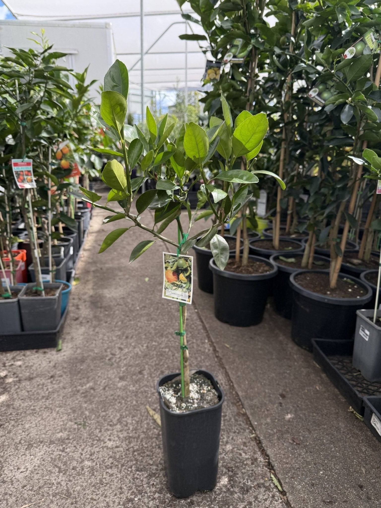 Tangerine 'Jamaican' (QLD Only) - Ladybird Nursery