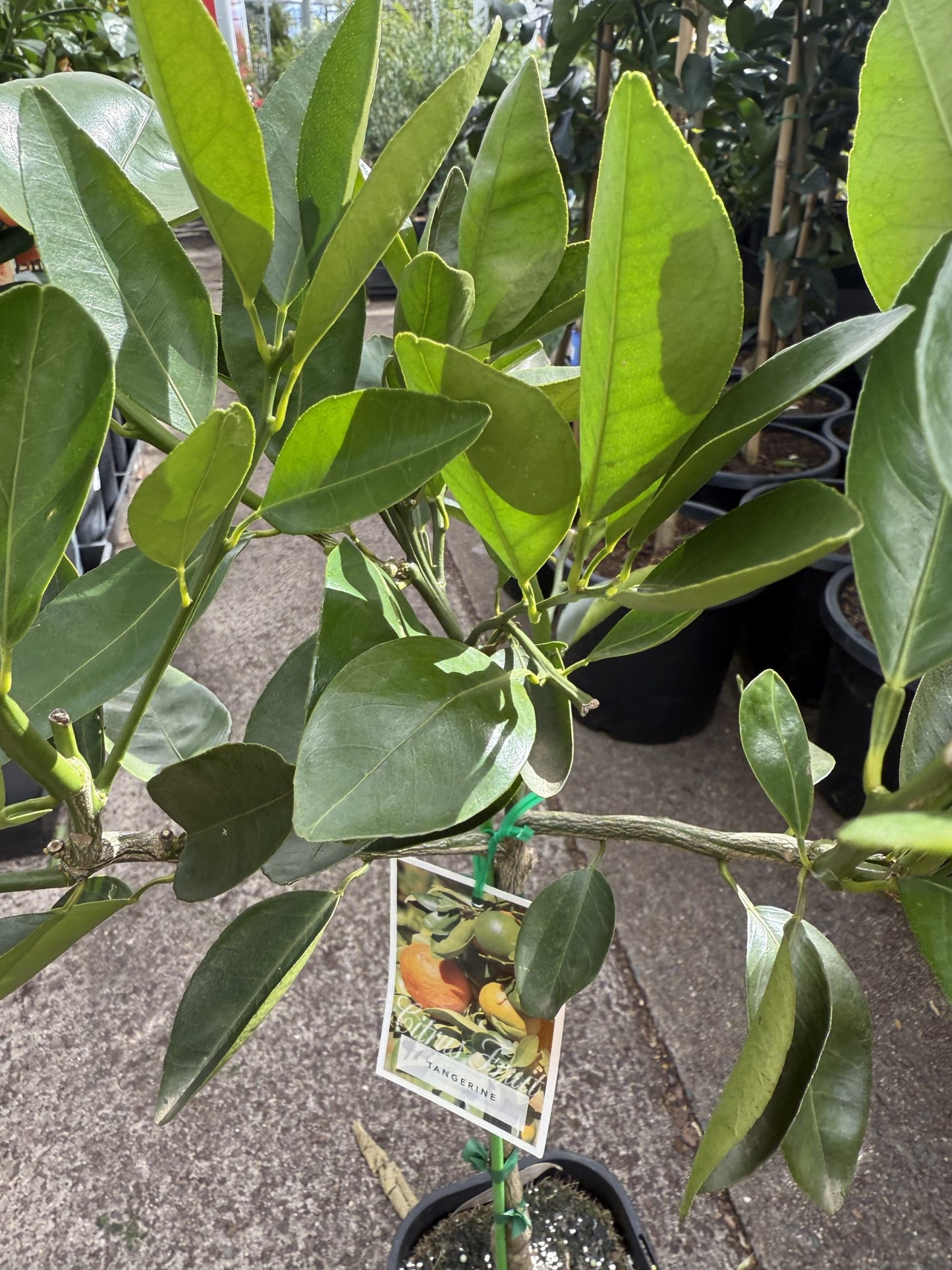 Tangerine 'Jamaican' (QLD Only)