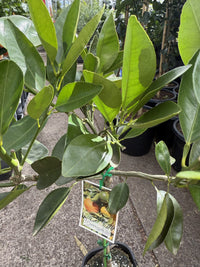 Tangerine 'Jamaican' (QLD Only)