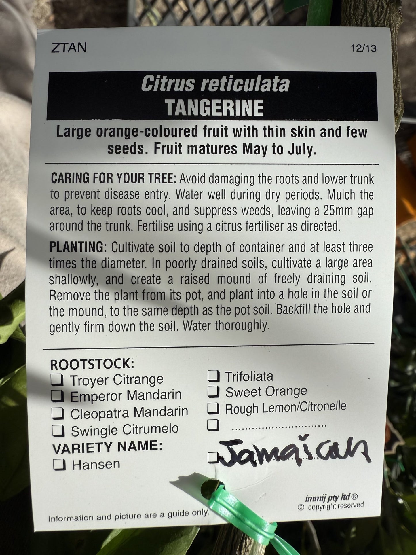 Tangerine 'Jamaican' (QLD Only)