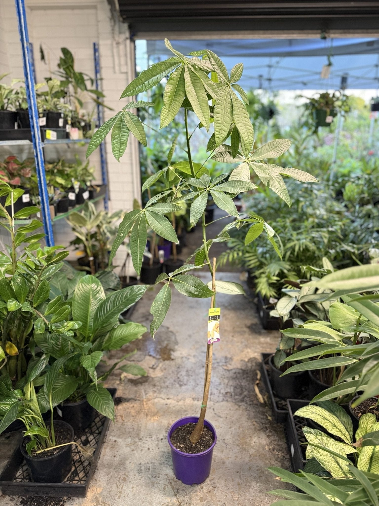 Money Tree (Pachira aquatica) (PICKUP ONLY) - Ladybird Nursery