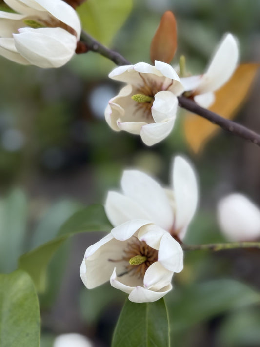 Michelia 'Bubbles' 400mm Pot (Pickup Only)