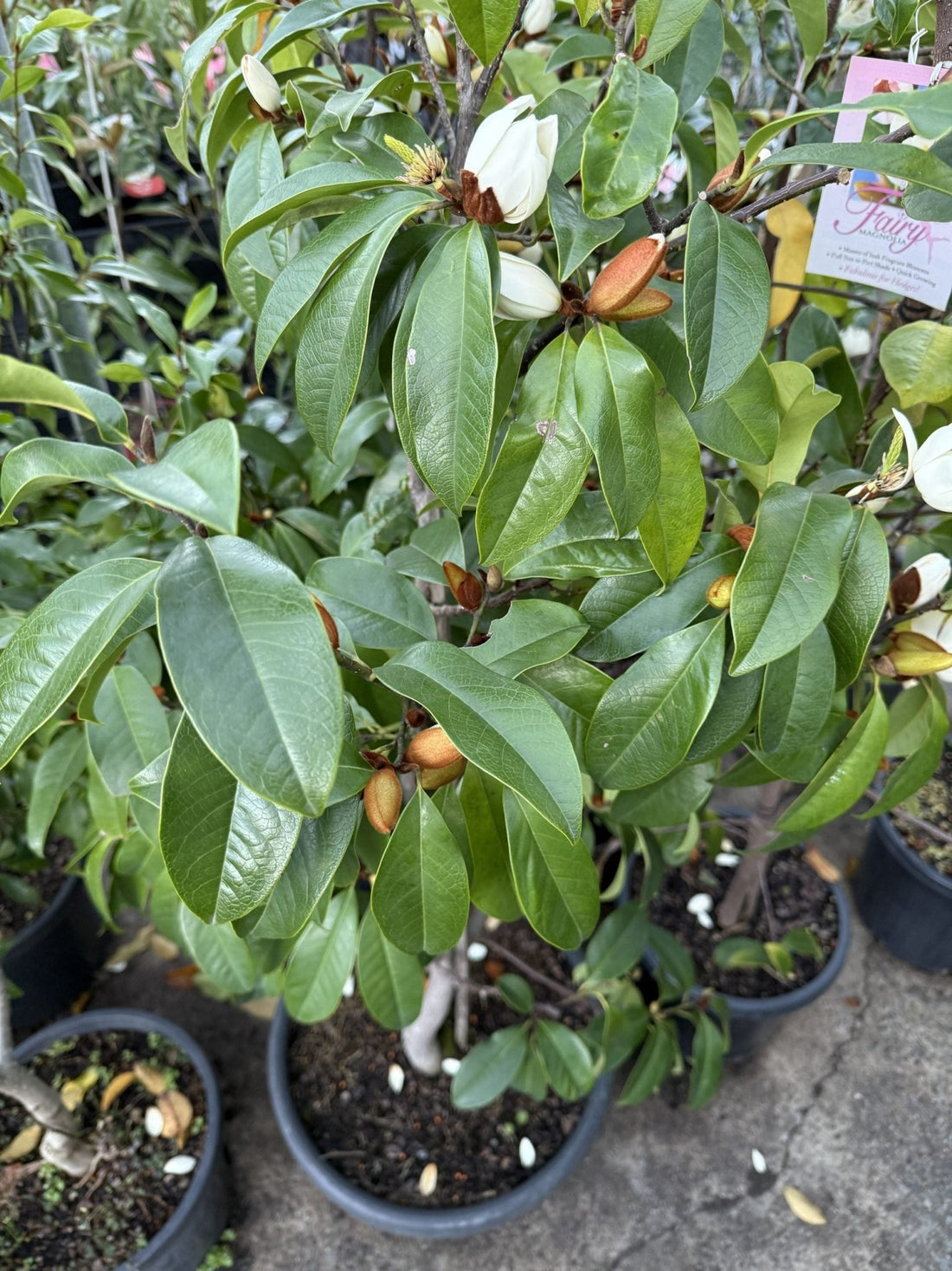 Michelia 'Bubbles' 400mm Pot (Pickup Only) - Ladybird Nursery