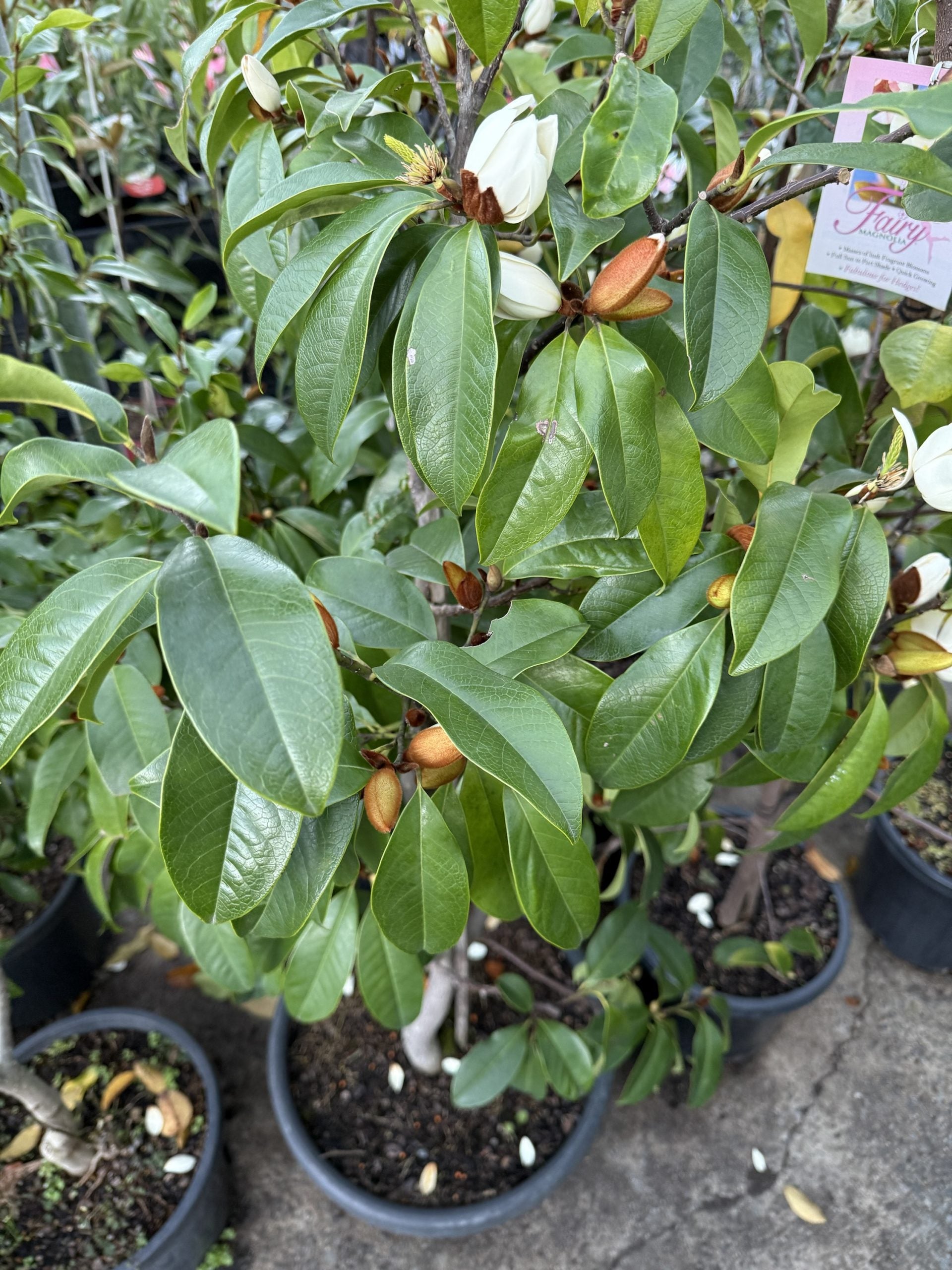 Michelia 'Bubbles' 400mm Pot (Pickup Only)