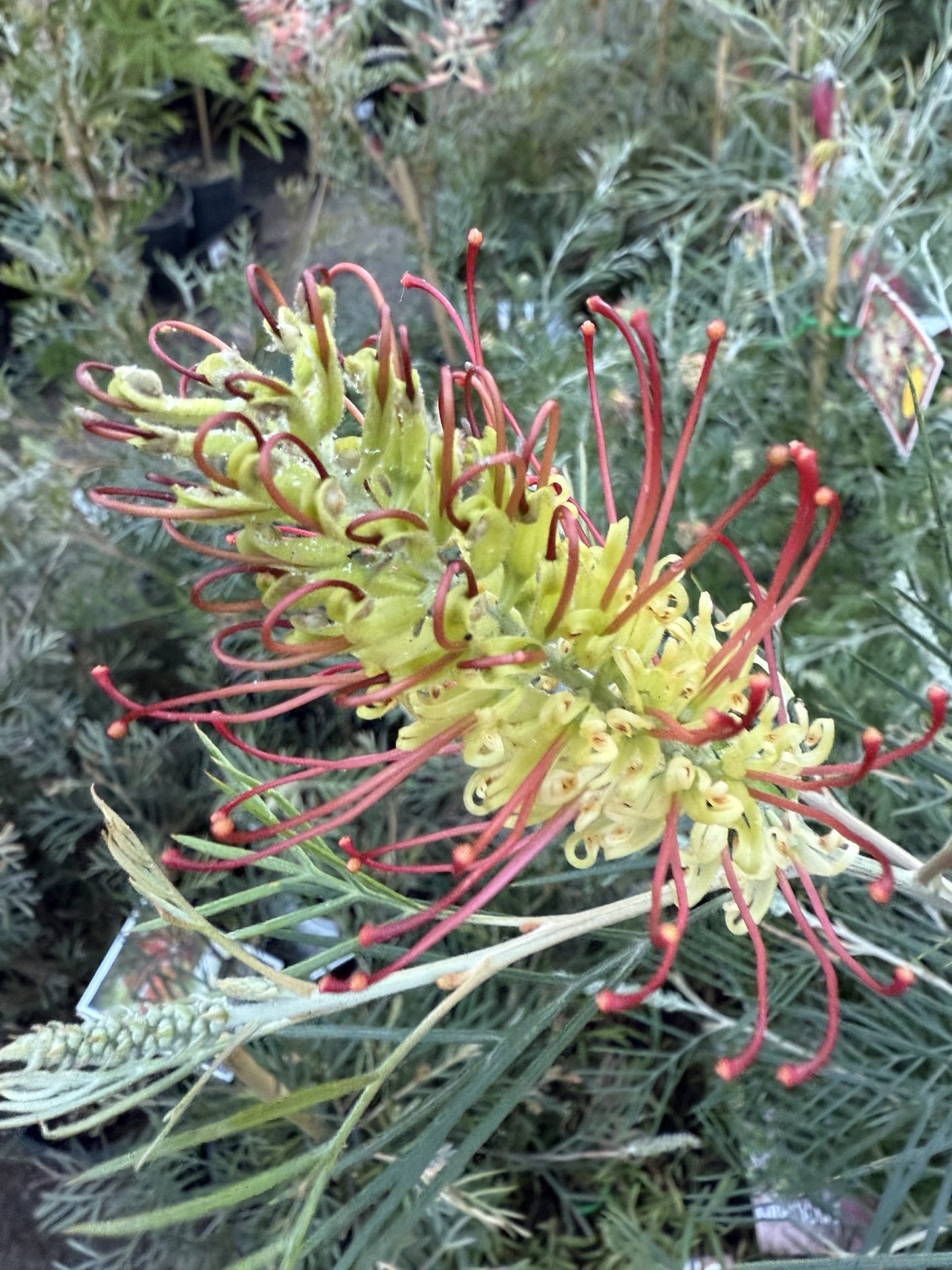 Grevillea Outback Sunrise 140mm