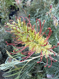 Grevillea Outback Sunrise 140mm
