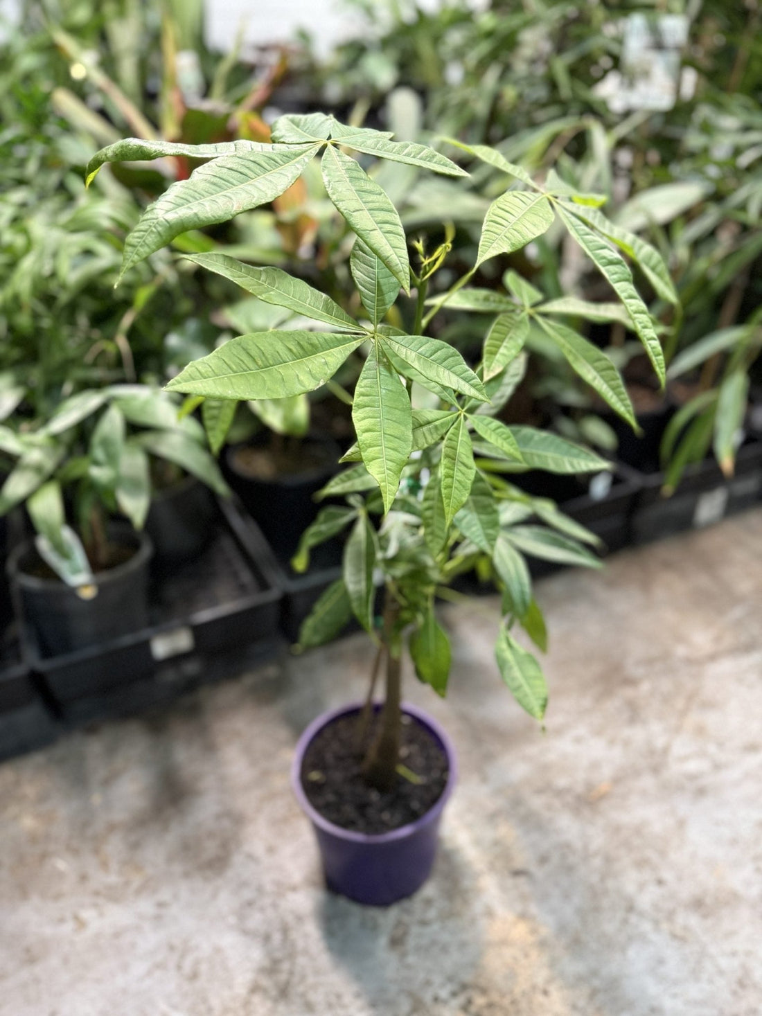 Money Tree (Pachira aquatica) (PICKUP ONLY) - Ladybird Nursery
