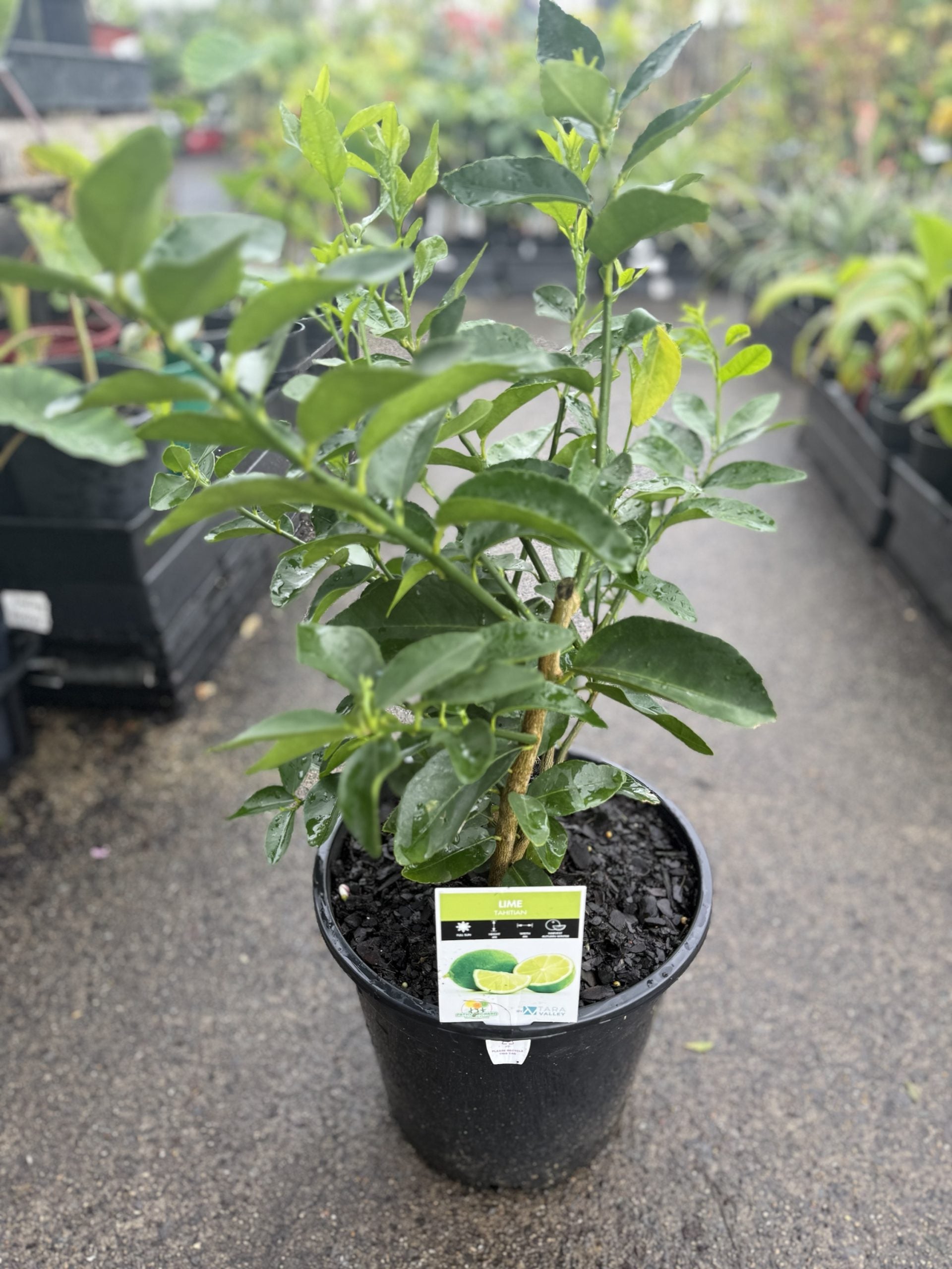 Lime 'Tahitian' 250mm Pot (Pickup Only)