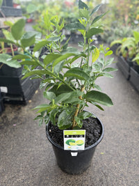 Lime 'Tahitian' 250mm Pot (Pickup Only)