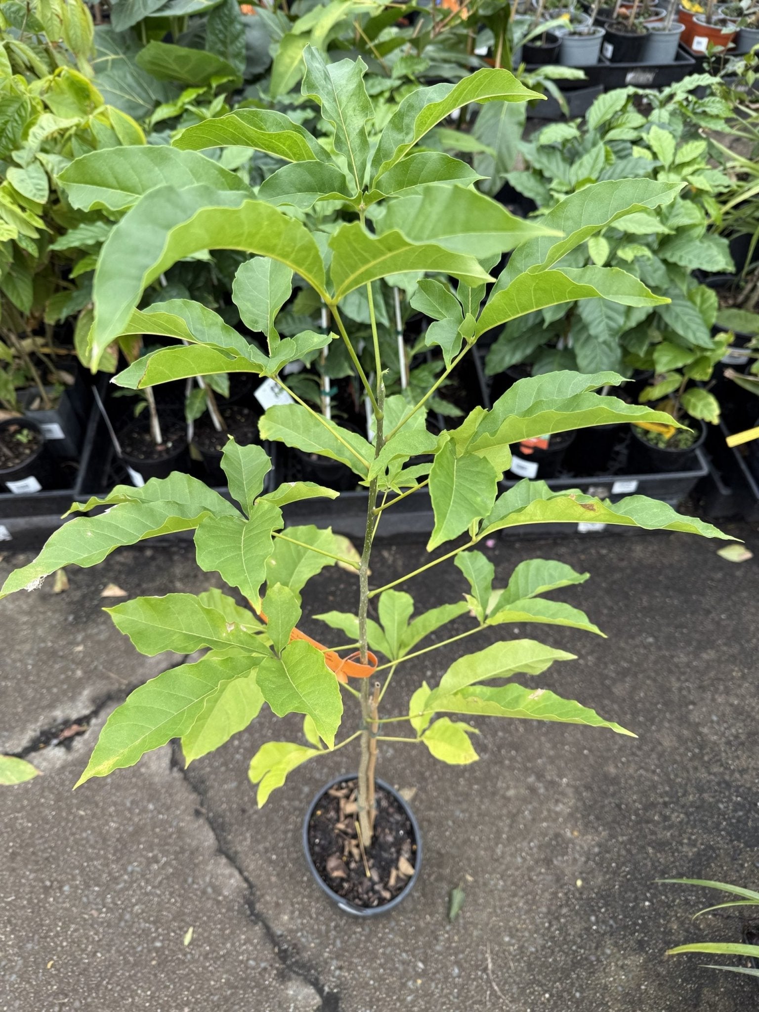 White Sapote - Ladybird Nursery