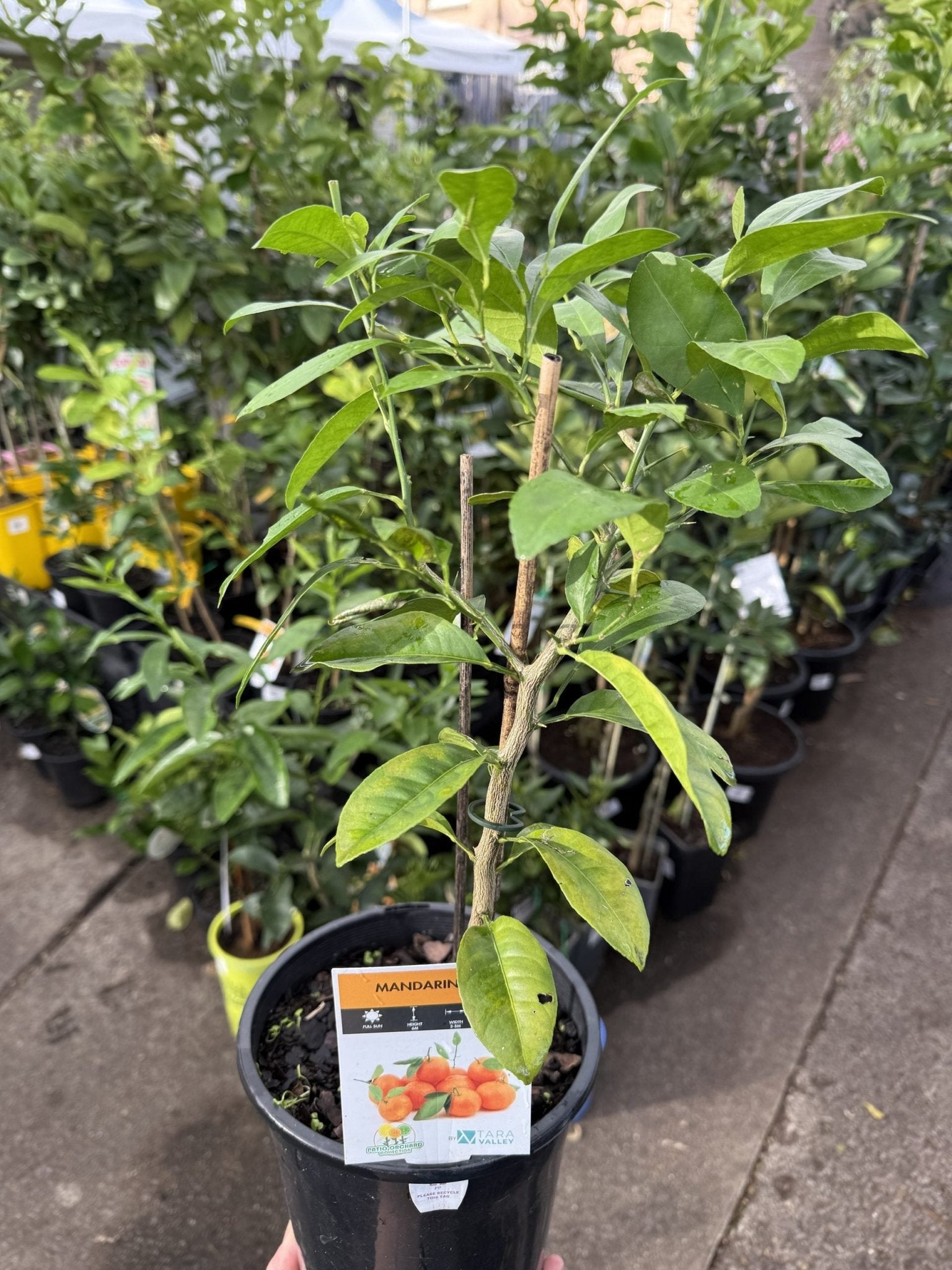 Mandarin Lime (Rangpur Lime) (QLD Only) - Ladybird Nursery