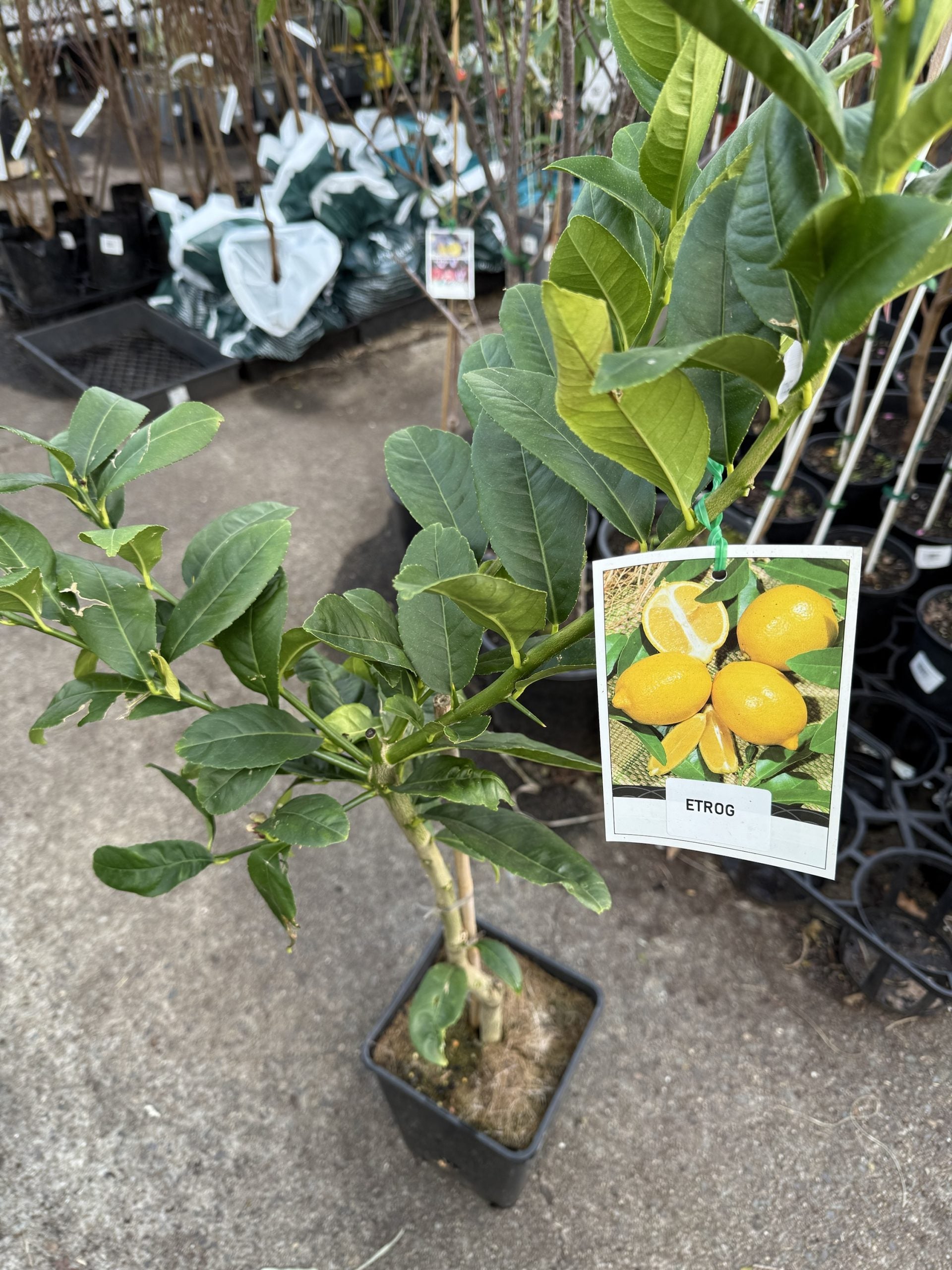Etrog Citron (QLD Only)