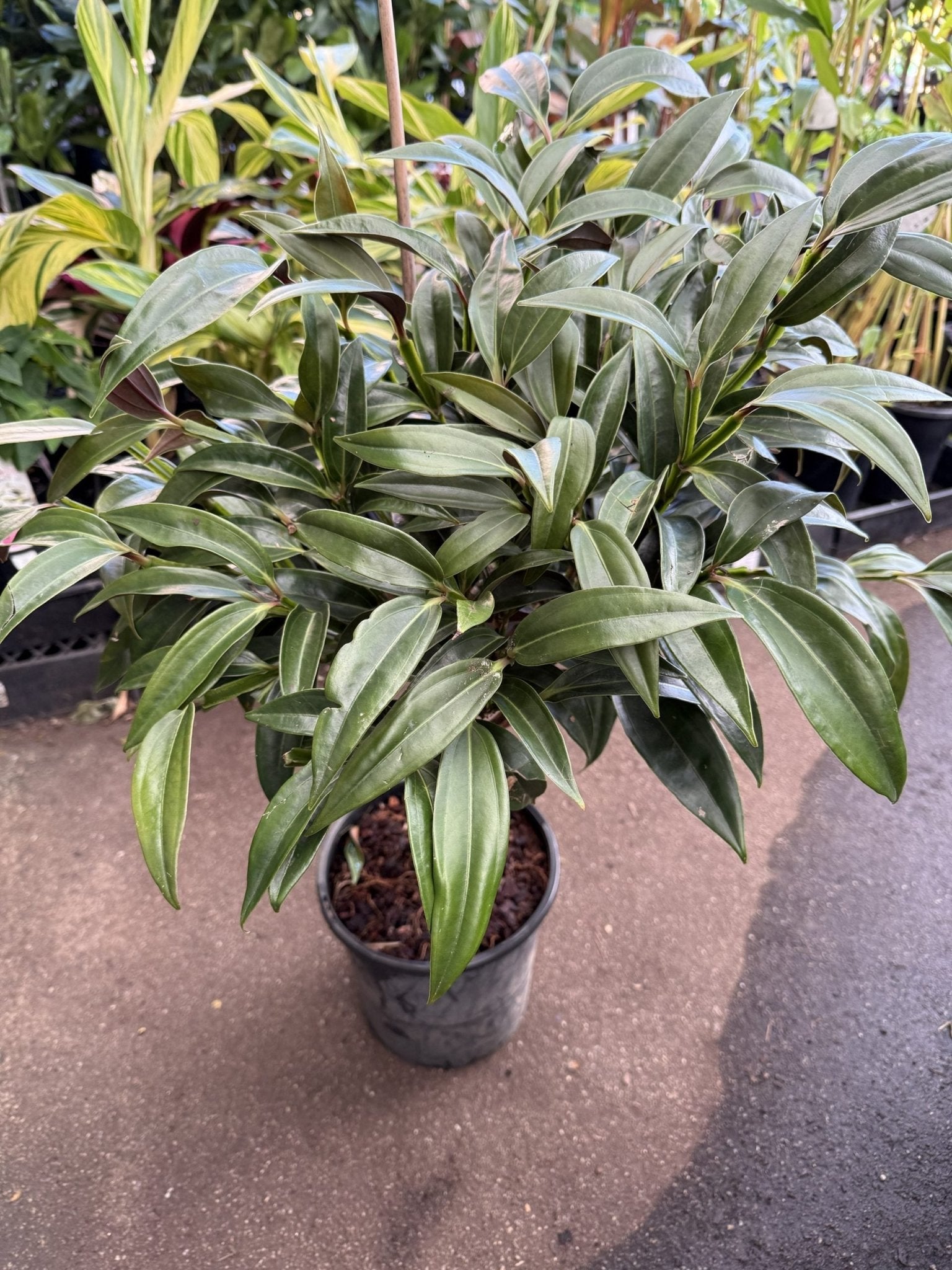 Medinilla Chandelier Plant (Medinilla crassata) - Ladybird Nursery