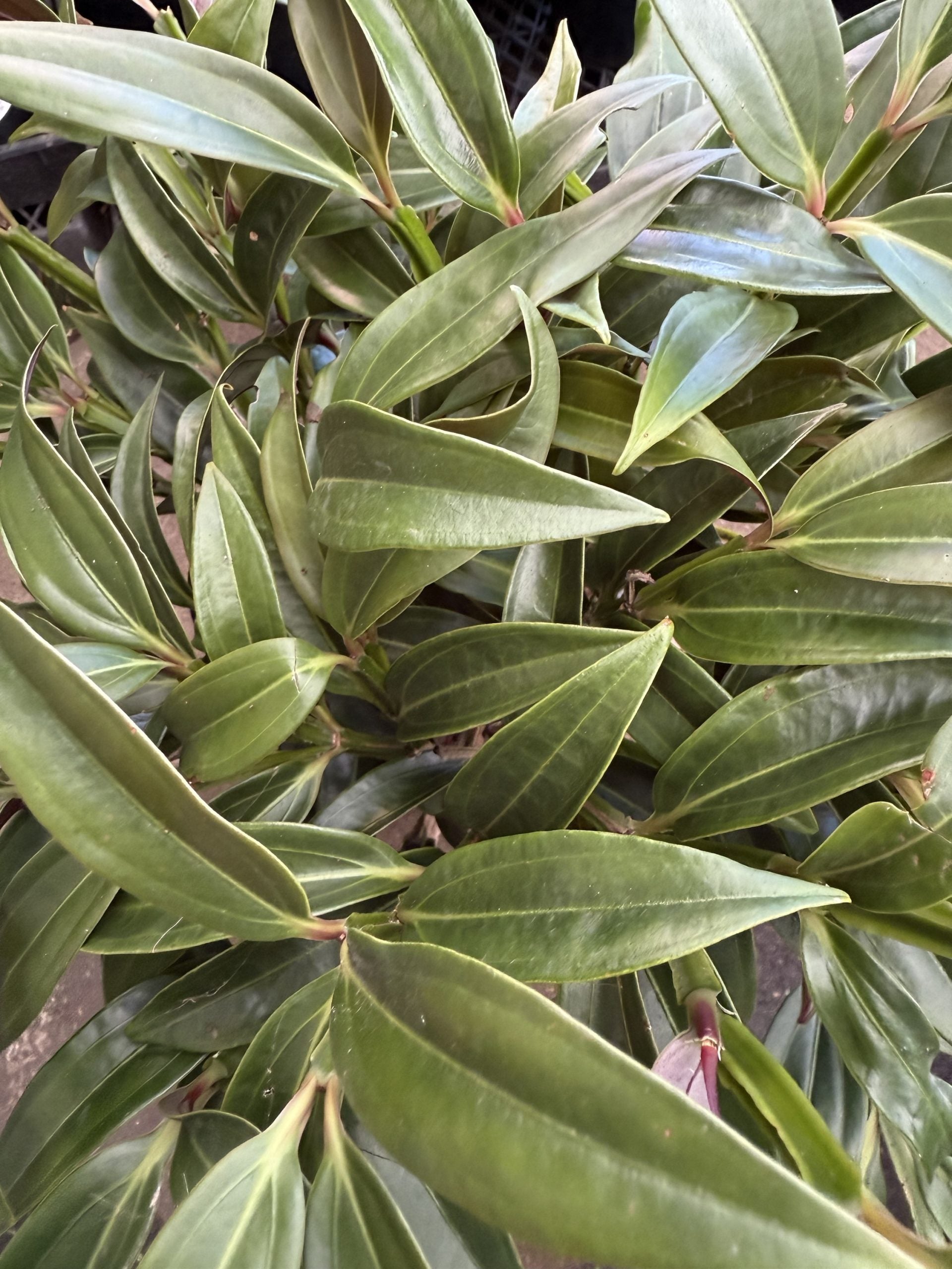 Medinilla Chandelier Plant (Medinilla crassata)