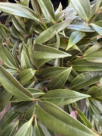 Medinilla Chandelier Plant (Medinilla crassata) - Ladybird Nursery