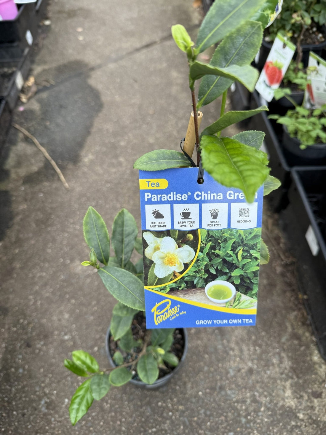 Tea Plant 'Paradise China Green' - Ladybird Nursery