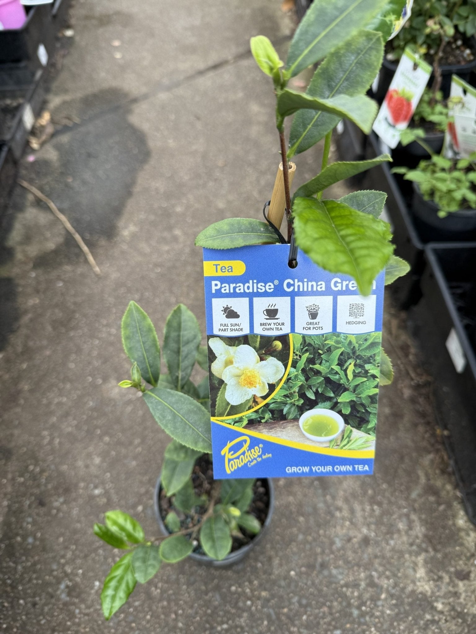 Tea Plant 'Paradise China Green' - Ladybird Nursery