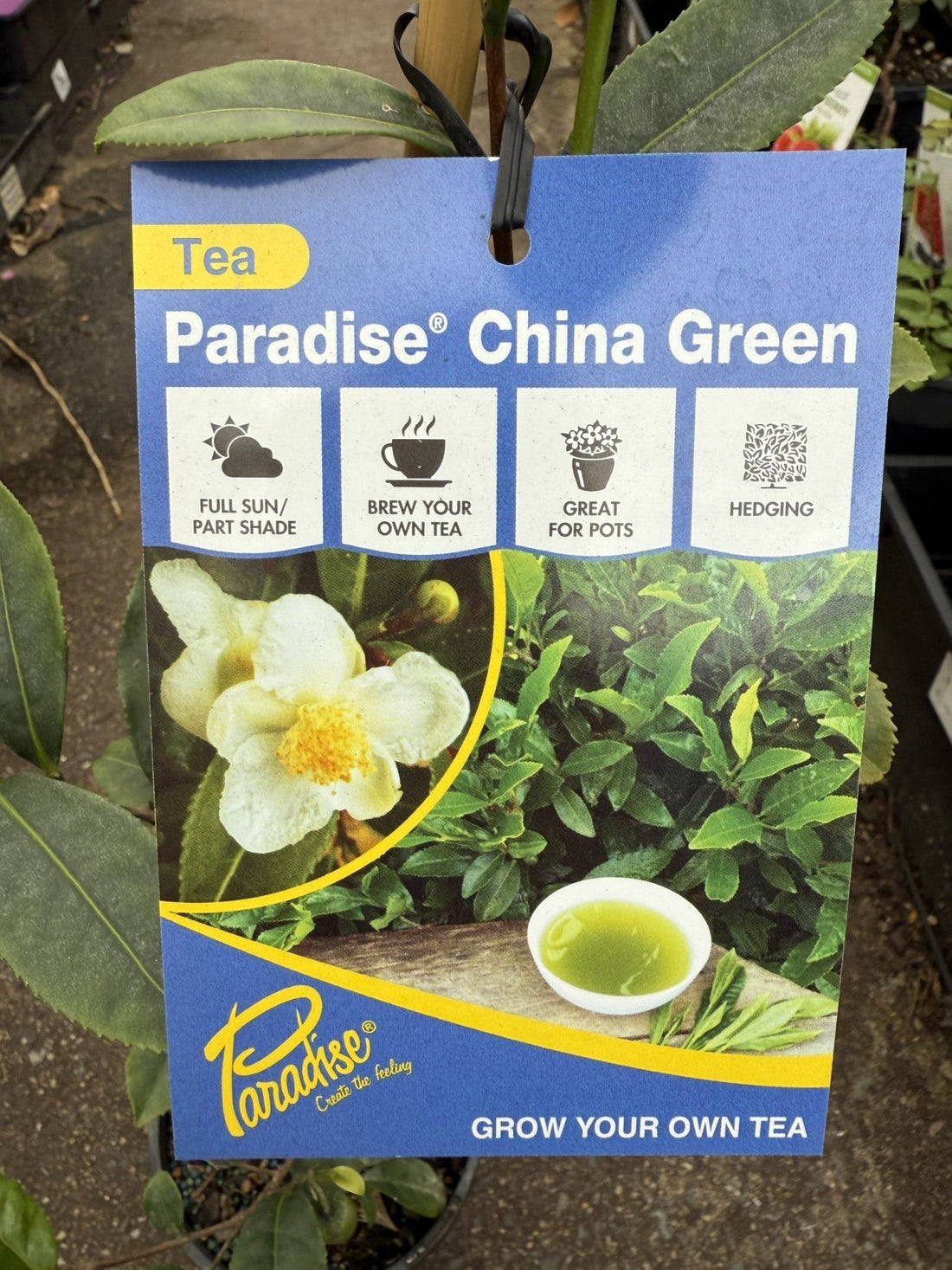 Tea Plant 'Paradise China Green' - Ladybird Nursery