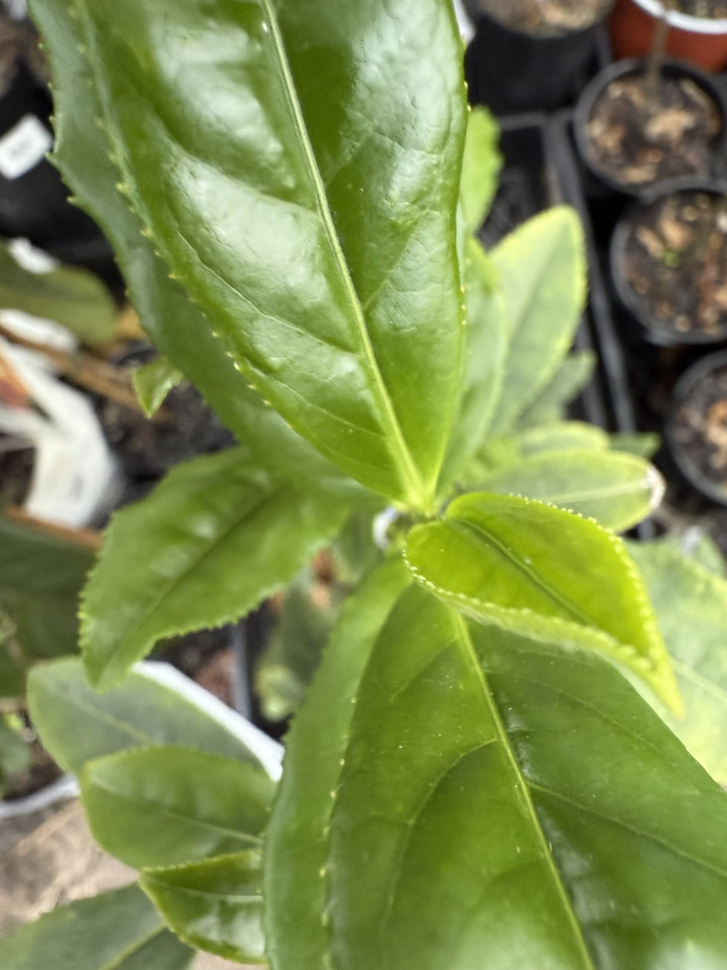 Tea Plant 'Paradise China Green'