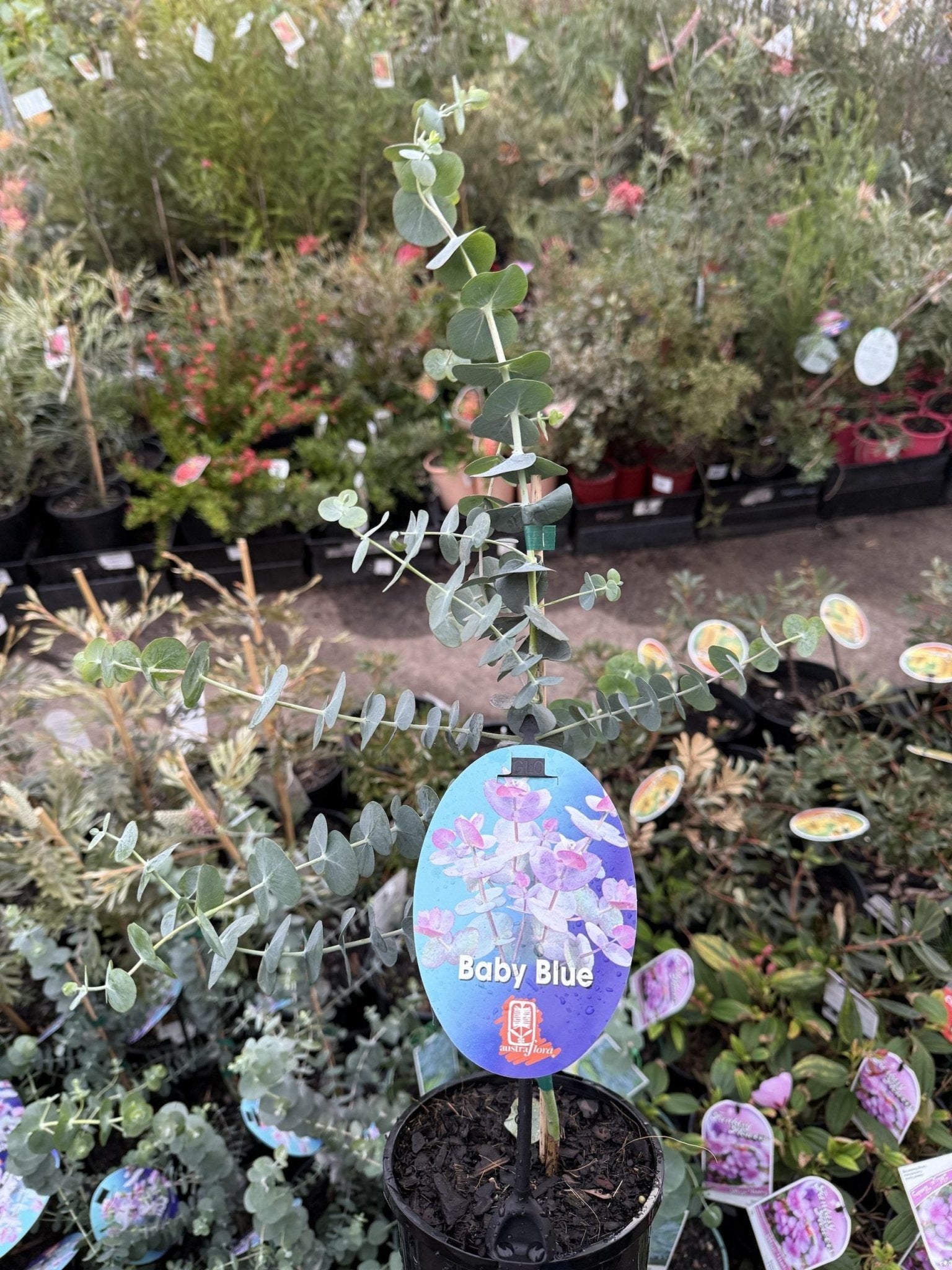 Silver - leaved Mountain Gum 'Baby Blue' (Eucalyptus pulverulenta) - Ladybird Nursery