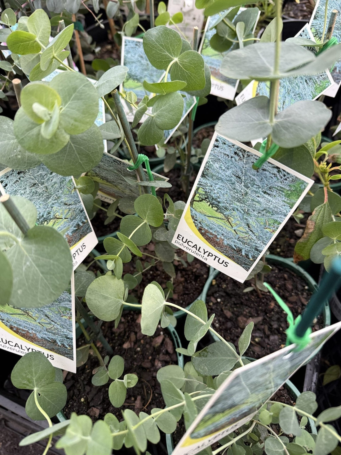 Silver - leaved Mountain Gum (Eucalyptus pulverulenta) - Ladybird Nursery