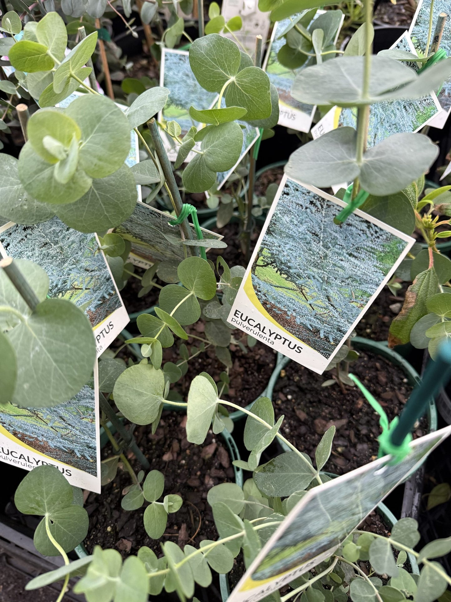 Silver-leaved Mountain Gum (Eucalyptus pulverulenta)