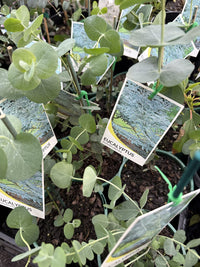 Silver-leaved Mountain Gum (Eucalyptus pulverulenta)