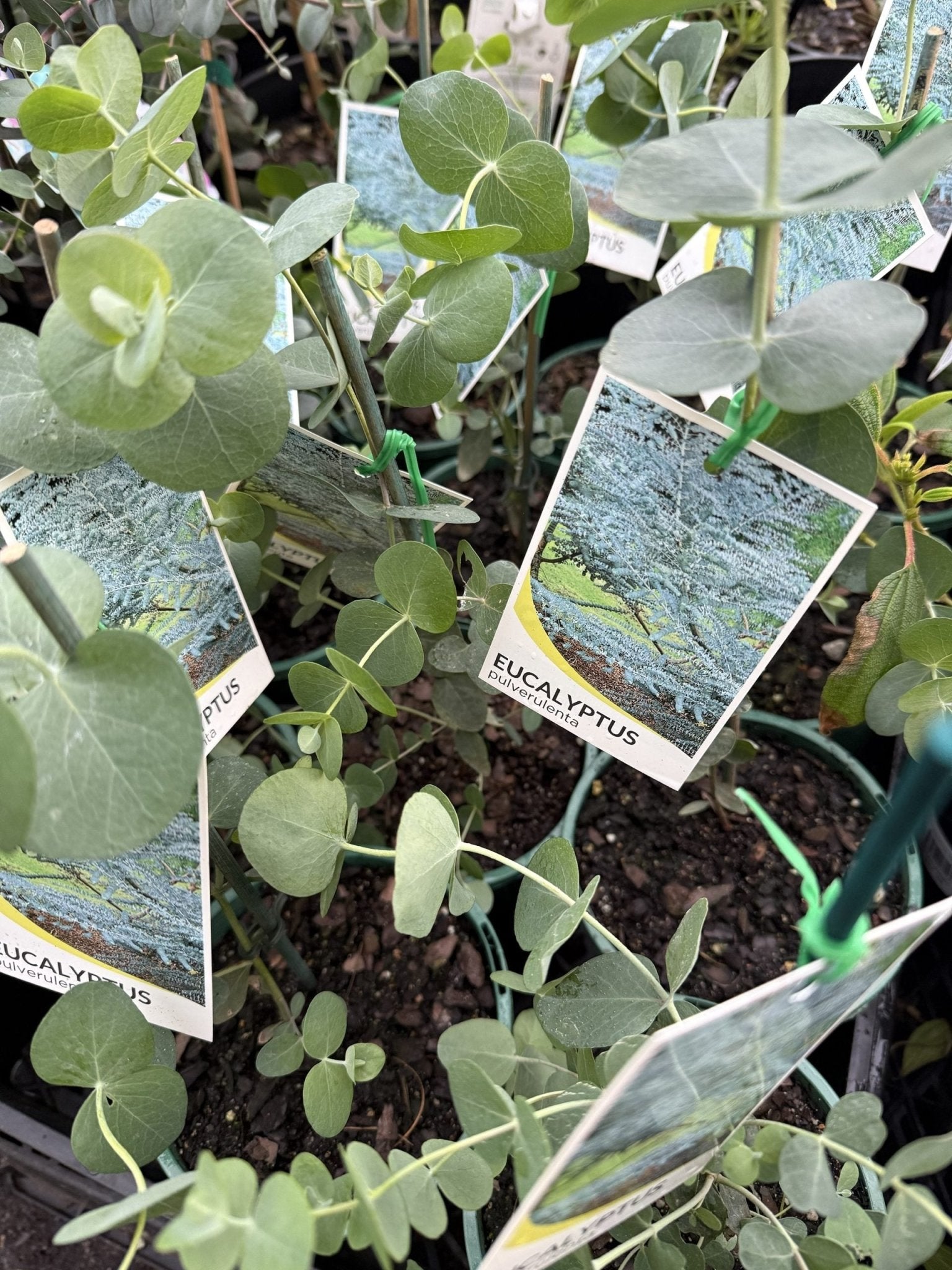 Silver - leaved Mountain Gum (Eucalyptus pulverulenta) - Ladybird Nursery