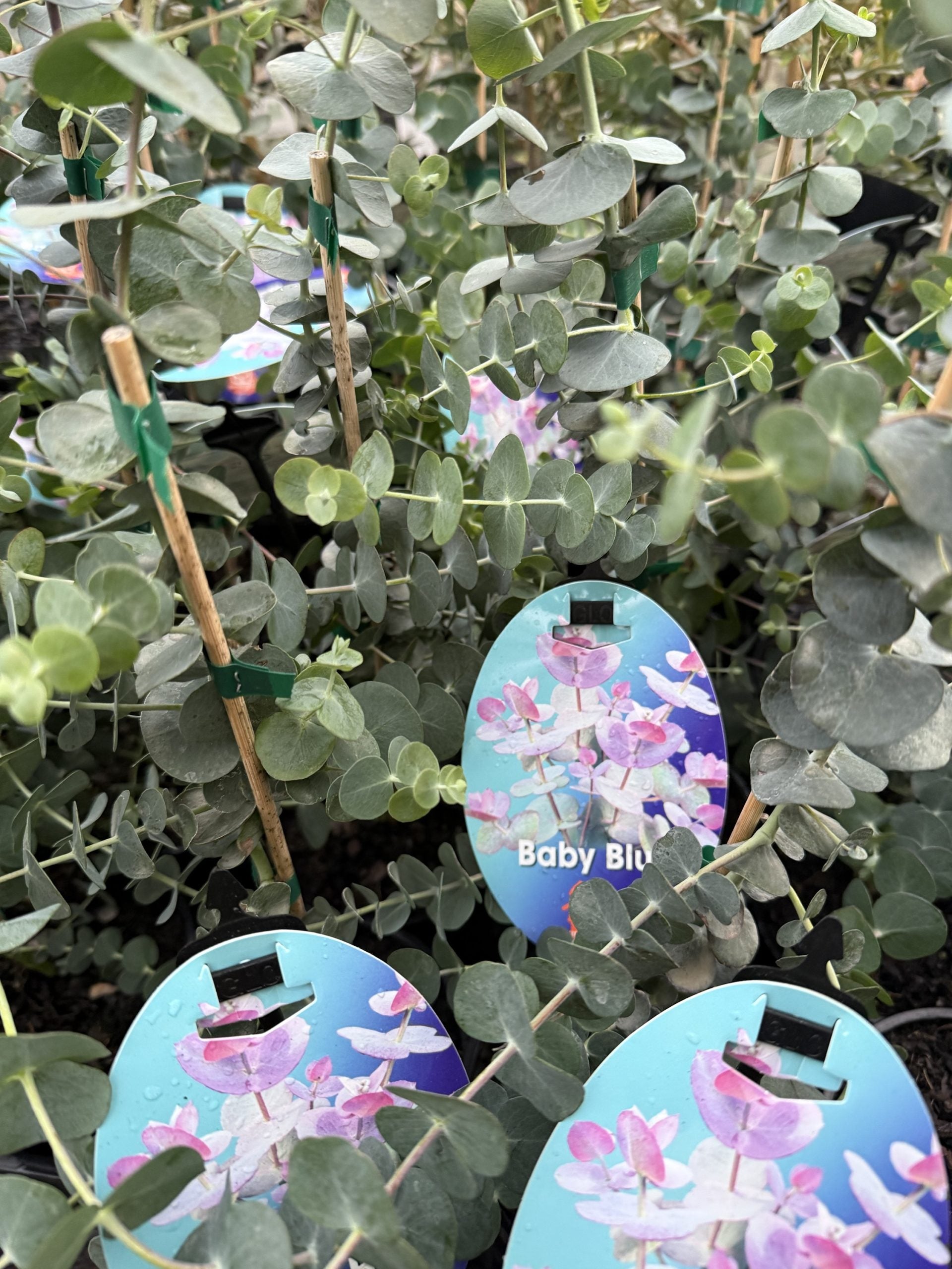 Silver-leaved Mountain Gum 'Baby Blue' (Eucalyptus pulverulenta)