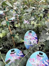 Silver-leaved Mountain Gum 'Baby Blue' (Eucalyptus pulverulenta)