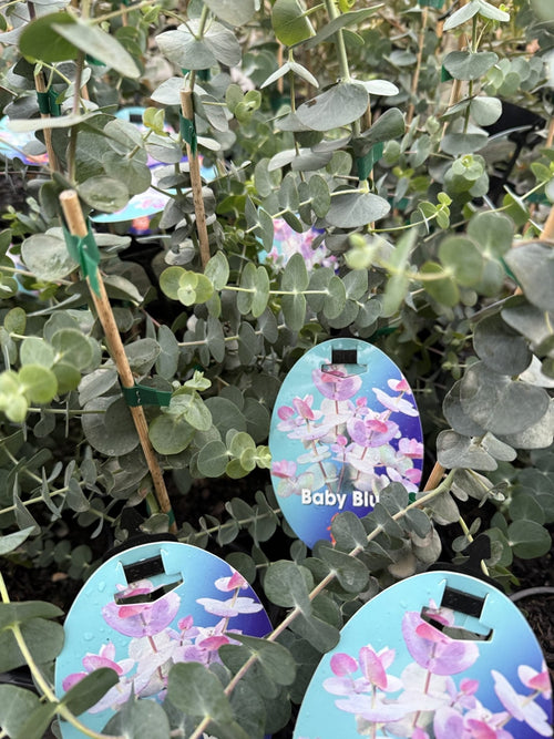 Silver - leaved Mountain Gum 'Baby Blue' (Eucalyptus pulverulenta) - Ladybird Nursery