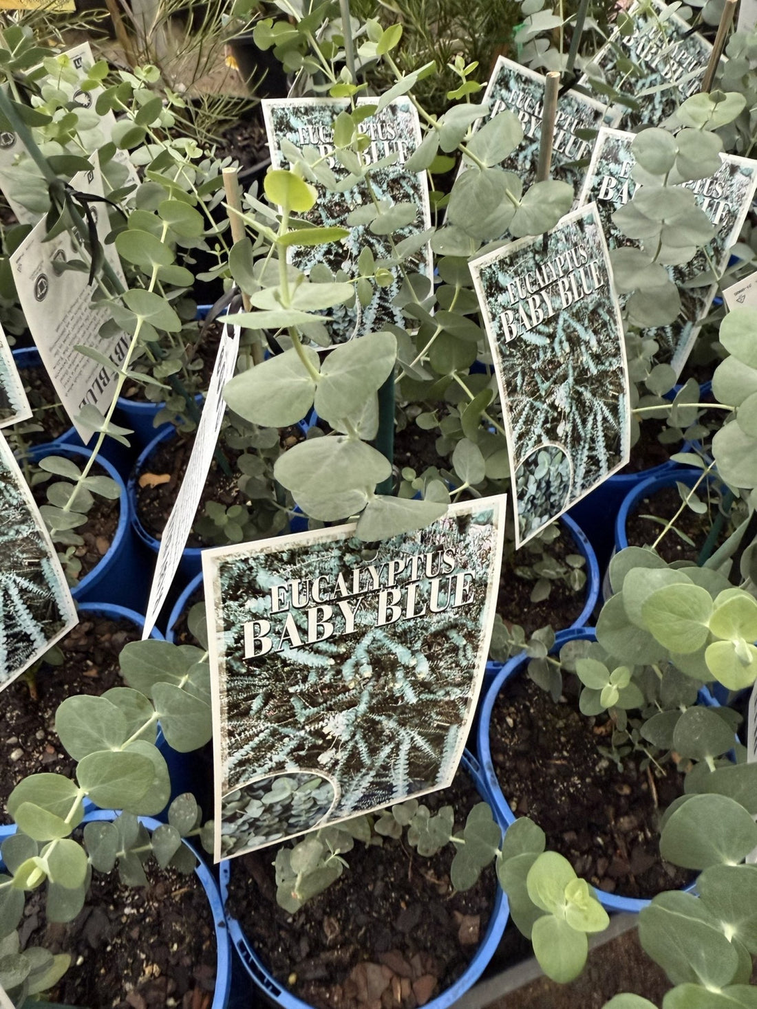 Silver - leaved Mountain Gum 'Baby Blue' (Eucalyptus pulverulenta) - Ladybird Nursery