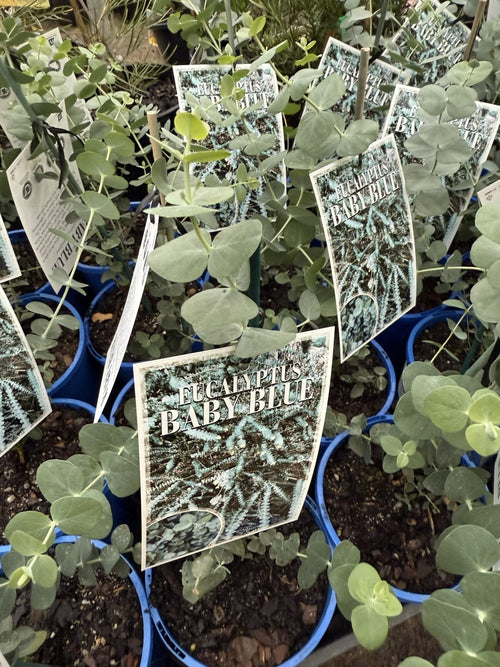 Silver - leaved Mountain Gum 'Baby Blue' (Eucalyptus pulverulenta) - Ladybird Nursery