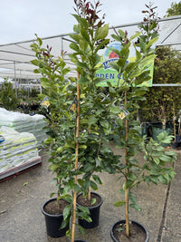 Lemon Eureka 300mm PICK UP ONLY