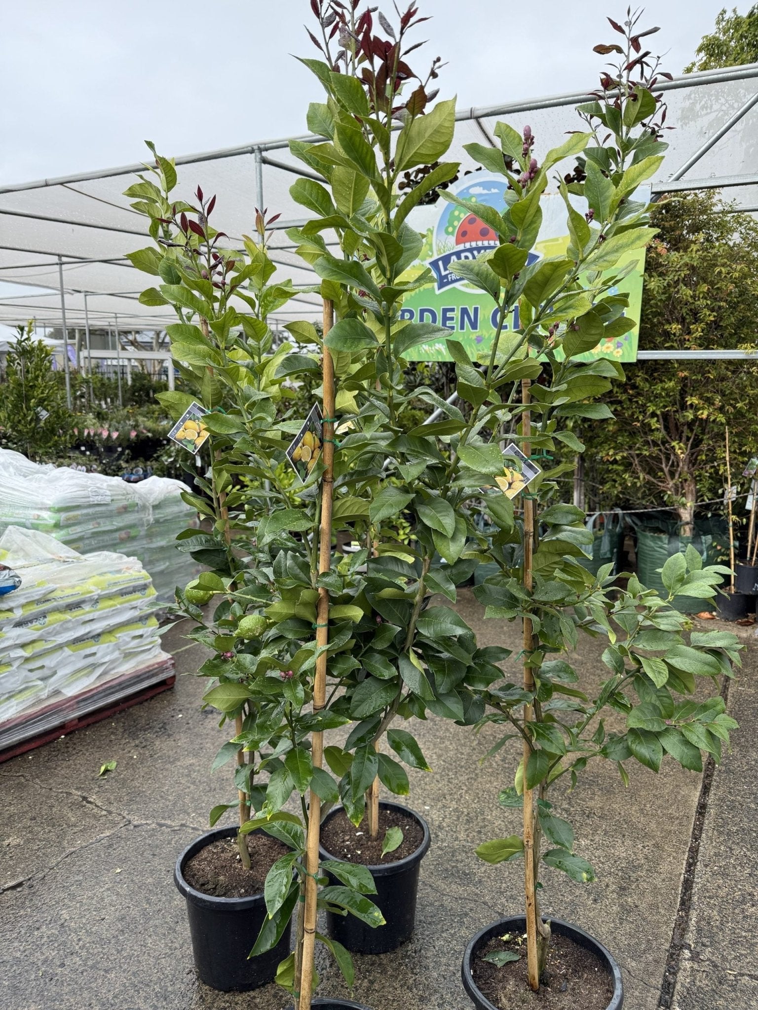 Lemon Eureka 300mm PICKUP ONLY - Ladybird Nursery