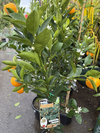 Cumquat Calamondin 300mm pot (QLD Only) (Pickup Only)